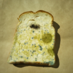 パンに生えた青カビの毒性は？食べても大丈夫なの？